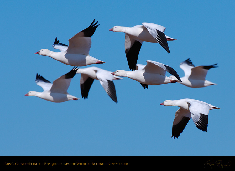 Ross'sGeese_inFlight_X3798