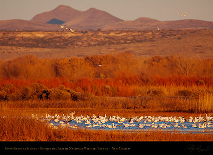 Bosque_Snow_Geese_at_Sunset_X3431