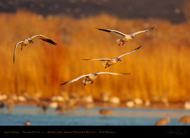 SnowGeese_SunsetFly-in_5925