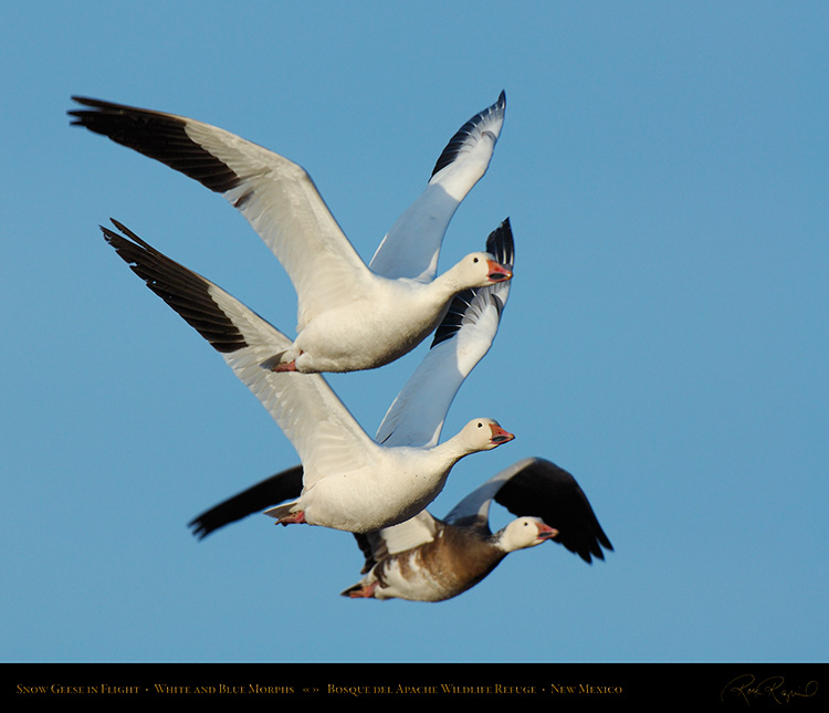 SnowGeese_White_andBlueMorphs_X0867M