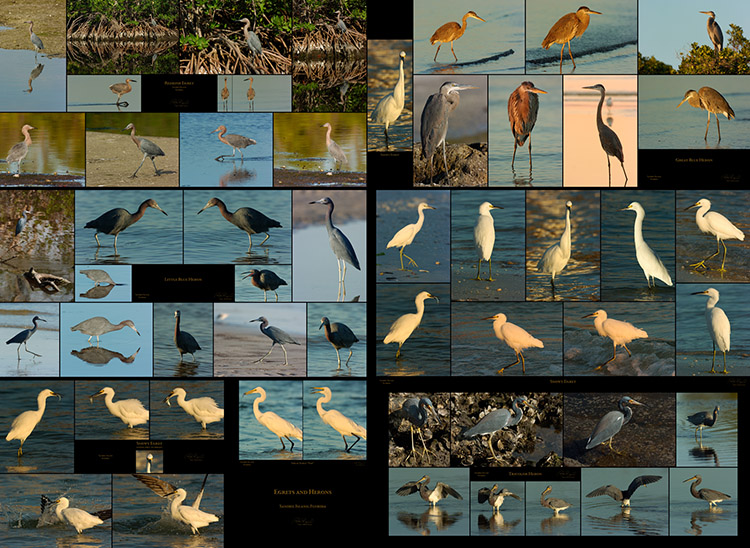 Egrets_and_Herons_Sanibel_SXXXL