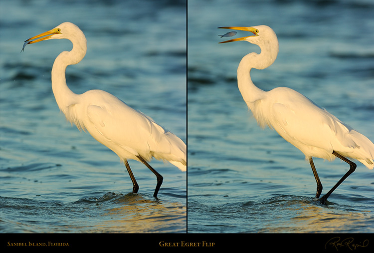 GreatEgret_Flip_XL