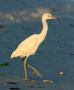 SnowyEgret_Juv_Sunrise_0165