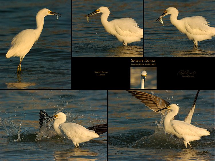 SnowyEgret_LosingPrey_XXL