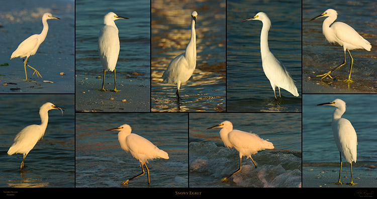 SnowyEgret_Sanibel_SXXL