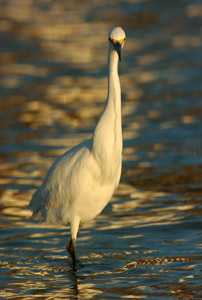 SnowyEgret_Sunrise_0207