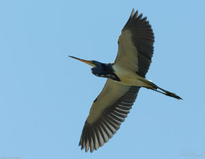 TricolorHeron_Flight_1599