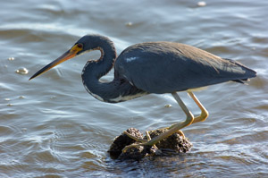 Tricolor_Heron_0383
