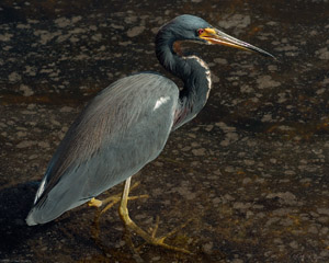 Tricolor_Heron_1628