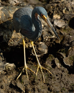 Tricolor_Heron_1634
