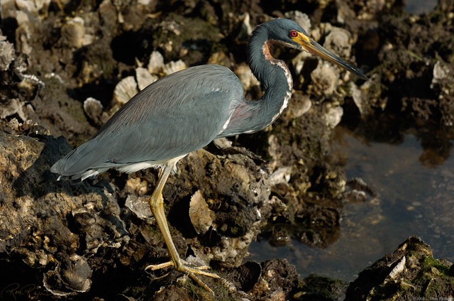Tricolor_Heron_1644