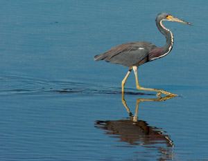 Tricolor_Heron_2138