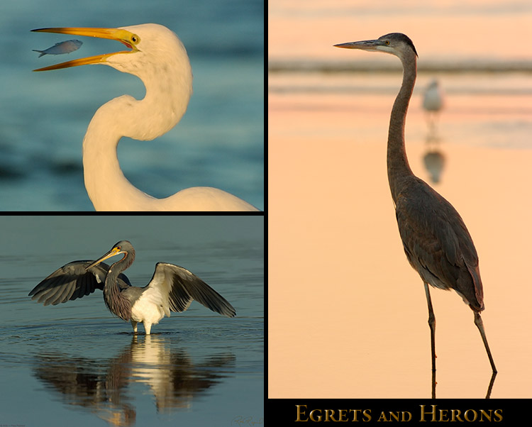 Egrets_Herons