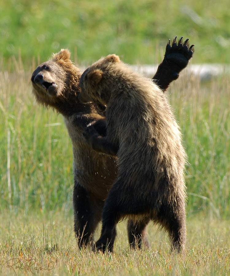 grizzly cubs