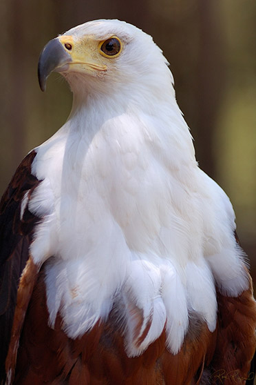 African_FishEagle_HS6455s