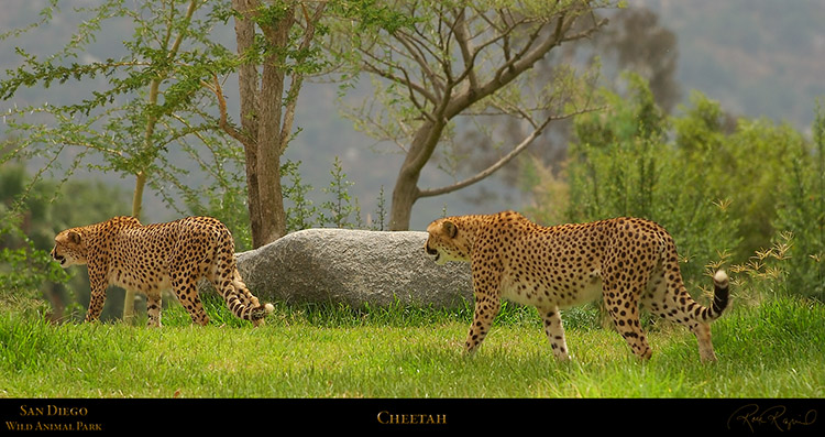 Cheetahs_5363