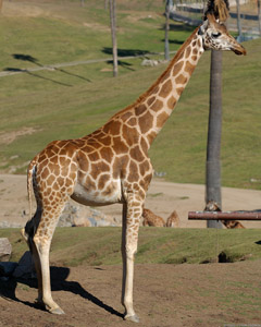 Giraffe_X8274