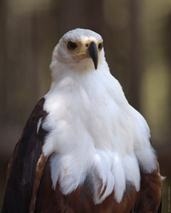 African_FishEagle_HS6463