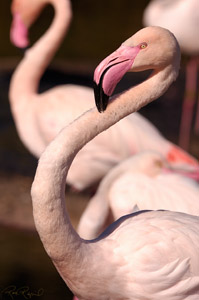 Flamingo_HS1588