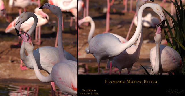 Flamingo_MatingRitual_HS3621-27_Msigned