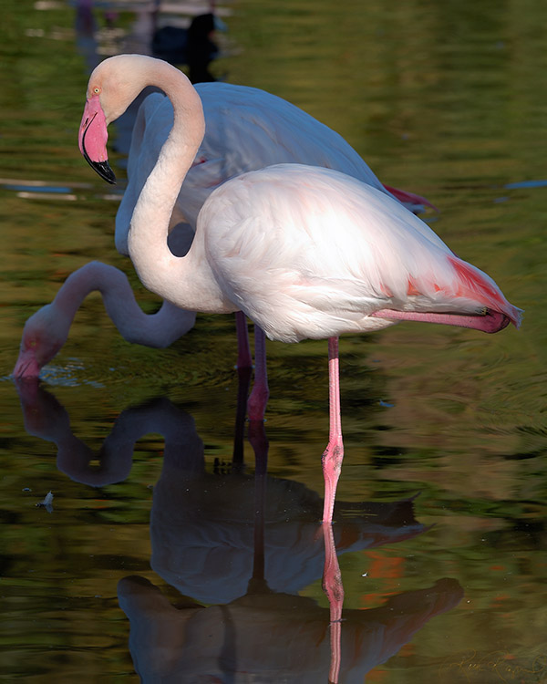 Flamingo_X8294LG