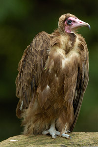 Hooded_Vulture_HS0659