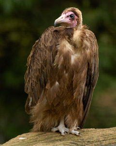 Hooded_Vulture_X1616