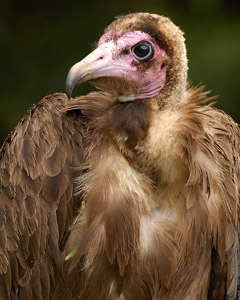 Hooded_Vulture_X1616c
