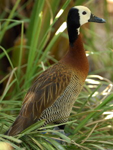 WhiteFaced_WhistlingDuck_X5772