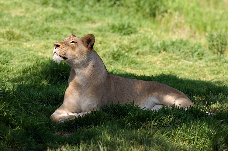 Lioness_Sunbathing_HS6685s