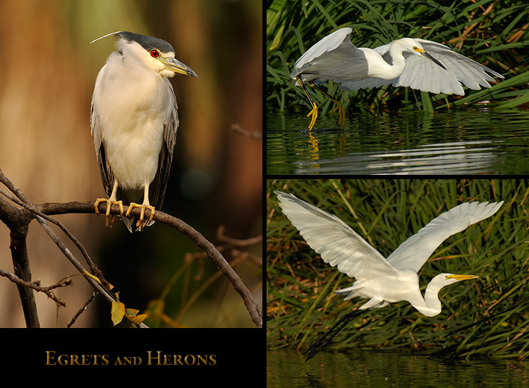 Egrets_Herons