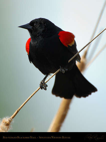 Red-Winged_Blackbird_X4101