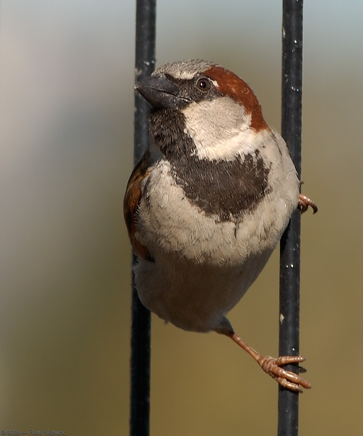 SparrowM_9187
