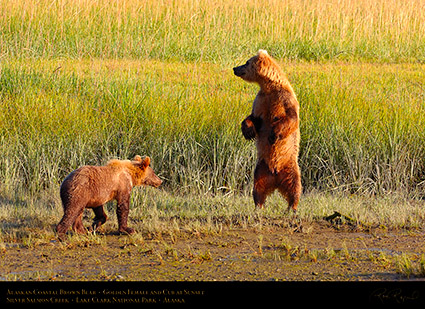 BrownBear_GoldenFemale_andCub_HS2306
