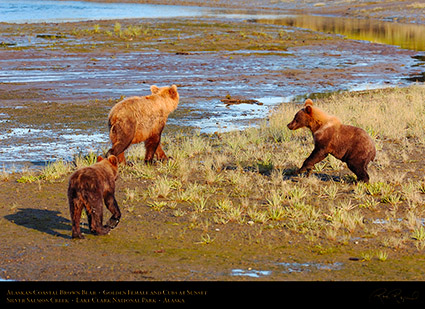 BrownBear_GoldenFemale_andCubs_HS2313