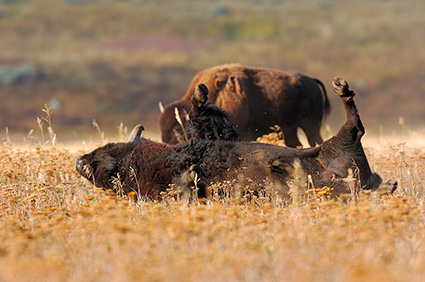 Bison_Wallow_LamarValley_8477