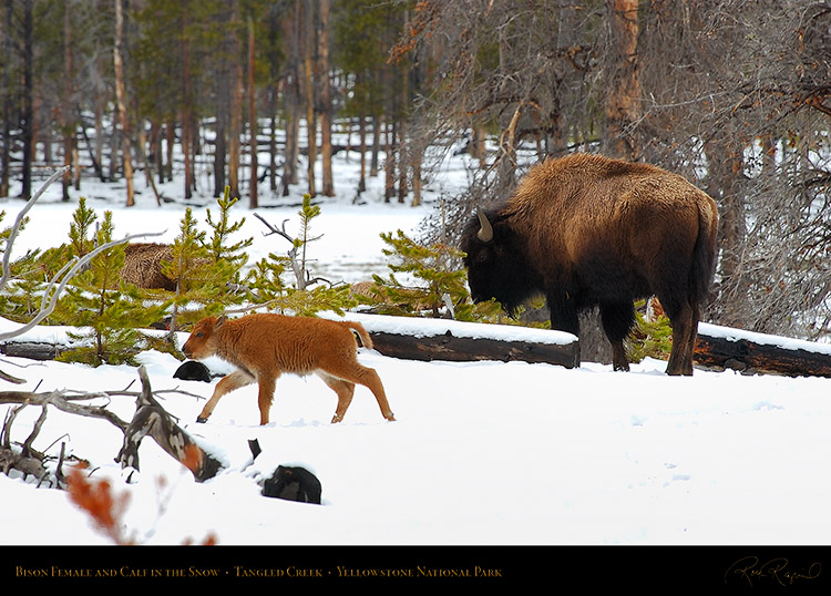 Bison_andCalf_inSnow_5772