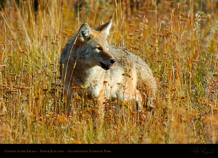 Coyote_TowerJunction_0356