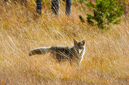 Coyote_WillowPark_0610