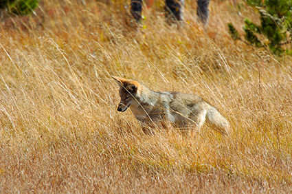 Coyote_WillowPark_0611