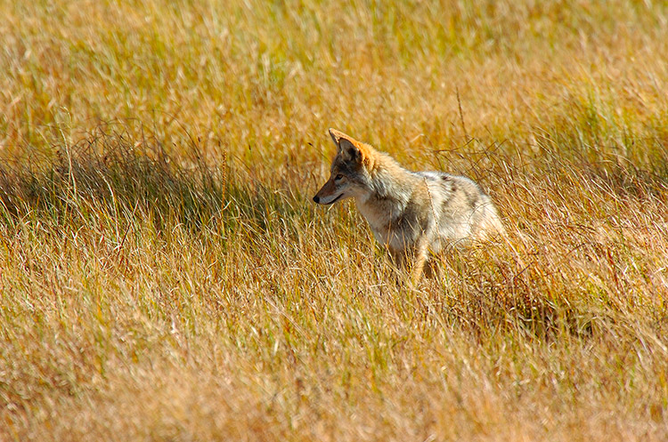 Coyote_WillowPark_0625