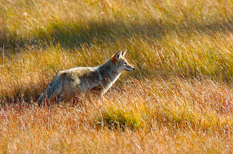 Coyote_WillowPark_0630
