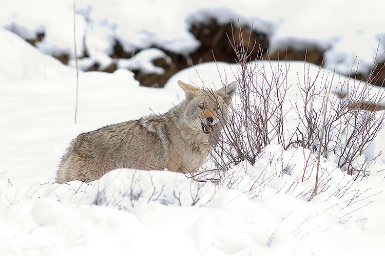 Coyote_withVole_6797