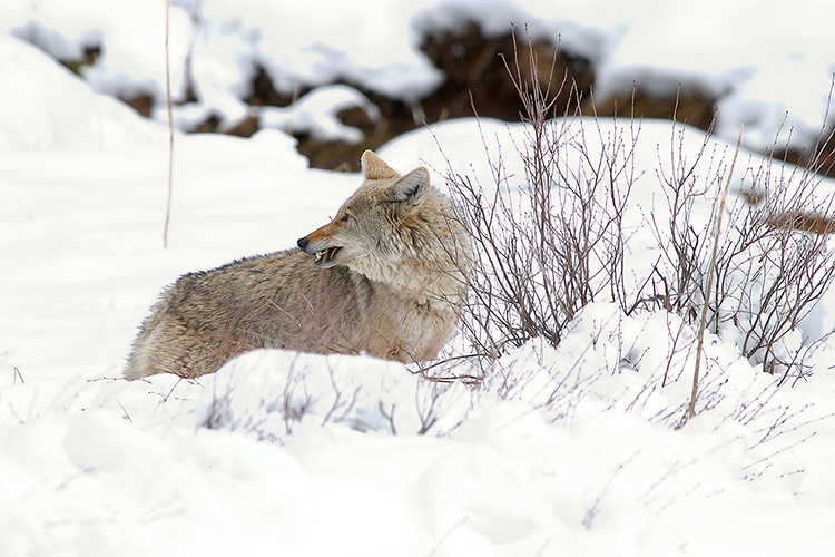 Coyote_withVole_6802