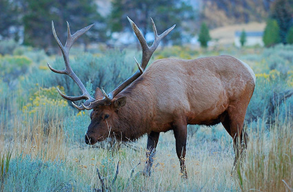 Elk_atDawn_MammothHS_8812