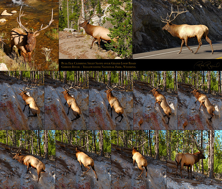 Elk_Climbing_Slope_Gibbon_River_XXL