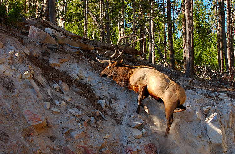 Elk_Climbing_SteepSlope_8777