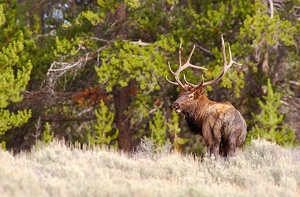 Elk_DunravenPass_Yellowstone_9989