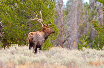 Elk_DunravenPass_Yellowstone_9994