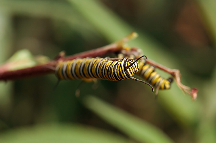MonarchCaterpillars_HS4326